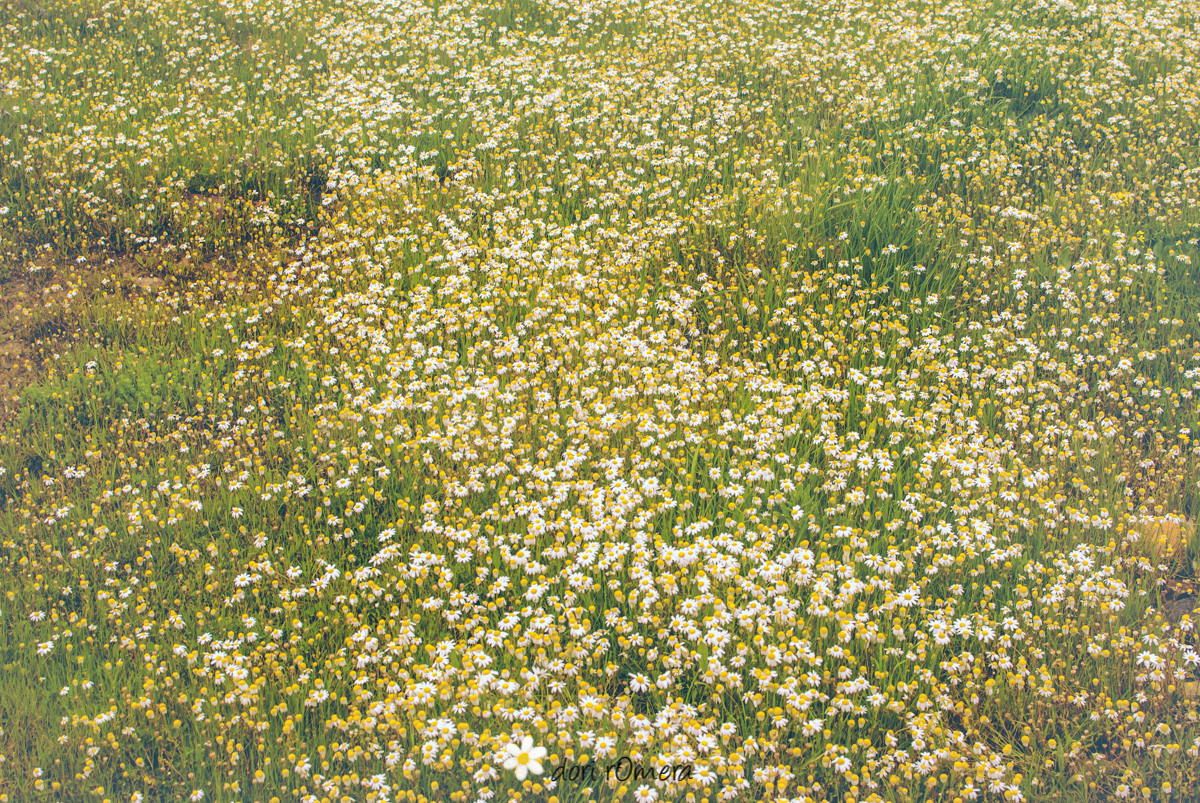 dorirOmeraTamurejo20130034
